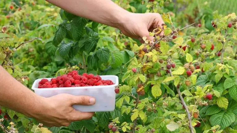 El sector agrario genera una alta demanda de mano de obra
