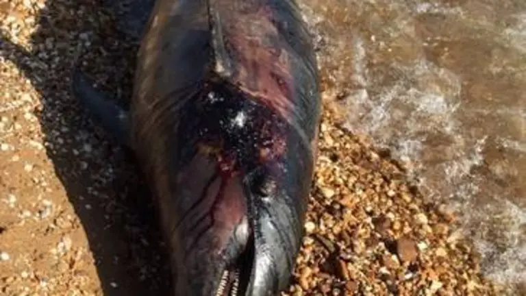  Imagen de archivo de un delfín muerto en Huelva