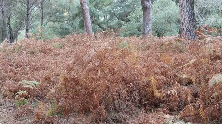 Helechos secos en las inmediaciones del Palacio del Acebrón