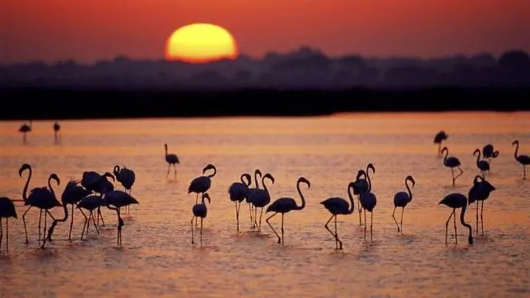 A group of Greater flamingos (Phoenicopterus ruber) in a marsh, at sunset, Coto Do&ntilde;ana National Park, Andalucia, Spain.