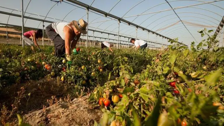 Cultivo ecologico de Charo Guerrero, Lebrija 
Instalalciones y clases de la COAG Lebrija, Sevilla
