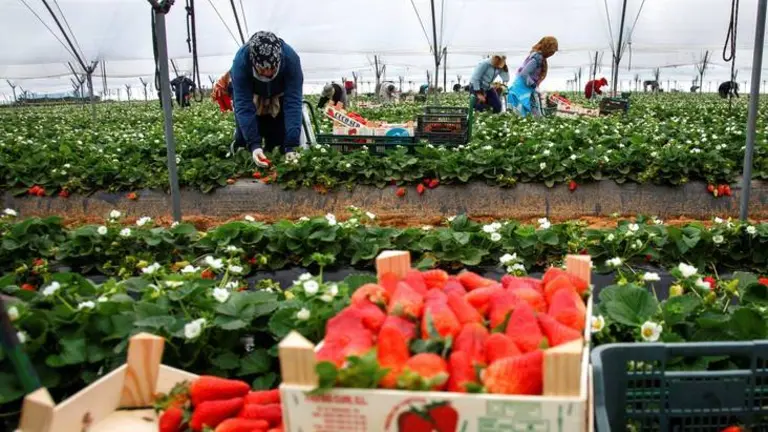 Las fresas son recolectadas por un grupo de temporeras