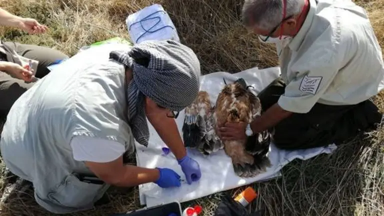 Do&ntilde;ana: Control de &aacute;guila imperial
