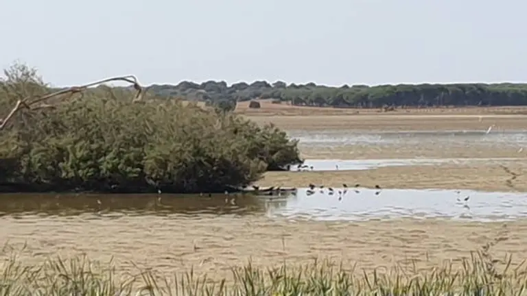Las lagunas de Do&ntilde;ana se est&aacute;n desecando por la falta de lluvias