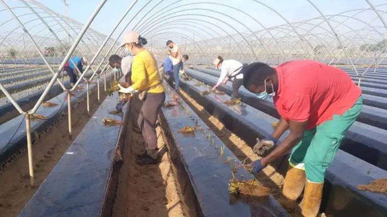 Temporeros en una finca de Moguer al inicio de la plantaci&oacute;n de esta campa&ntilde;a fresera.
