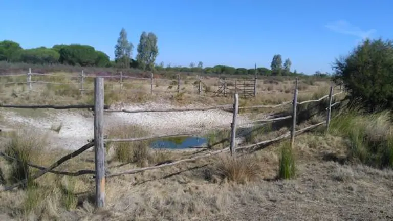 Doñana, con gran parte de sus humedales secos
