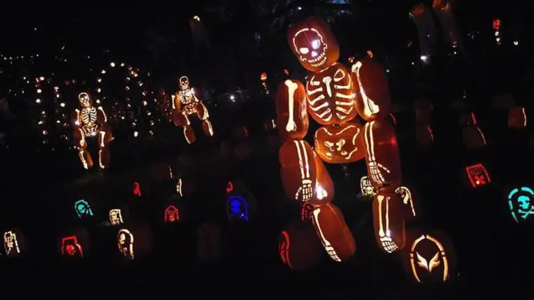 A display depicts skeletons at the ``Rise of the Jack O'Lanterns'' exhibition which features more than 5,000 hand-carved, illuminated pumpkins created by professional artists and sculptors laid out along a 1/4-mile scenic trail at Descanso Gardens in La Canada Flintridge, California,  October 22, 2014.   The Halloween event will continue through November 2 and advanced tickets are required.   AFP PHOTO / Robyn Beck        (Photo credit should read ROBYN BECK/AFP via Getty Images)