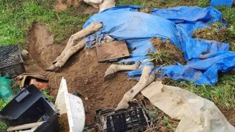 14/12/2020 Huelva.- Sucesos.- La Guardia Civil investiga el hallazgo de un caballo semienterrado vivo en Cartaya.

El Servicio de Protección de la Naturaleza (Seprona) de la Guardia Civil de Huelva investiga la situación de un caballo que fue hallado en una zona aledaña al municipio de Cartaya (Huelva) semienterrado "bajo escombros, tierra y una lona de plástico", que finalmente tuvo que ser sacrificado debido al mal estado en el que estaba el animal.

POLITICA ANDALUCÍA ESPAÑA EUROPA HUELVA SOCIEDAD
DESPACHO TORIBIO.