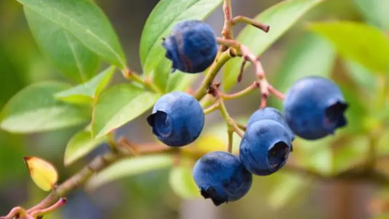 Las frutas del bosque, las m&aacute;s demandadas fuera de nuestras fronteras