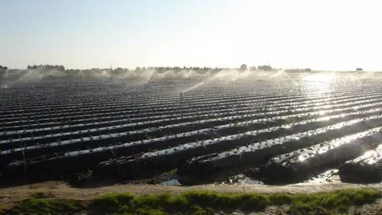 19/05/2020 Riego en una plantaci&oacute;n de fresas.
POLITICA ANDALUC&Iacute;A ESPA&Ntilde;A EUROPA HUELVA SOCIEDAD
COMUNIDAD DE REGANTES DE PALOS.