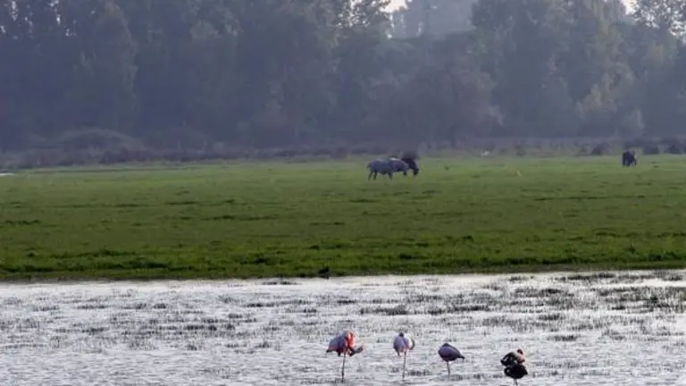 10/05/2010 Vistas del Parque Natural de Do&ntilde;ana
ANDALUC&Iacute;A ESPA&Ntilde;A EUROPA MEDIO AMBIENTE SOCIEDAD