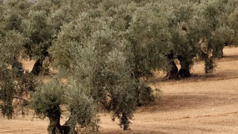 OLIVOS, VERDEO Y RECOGIDA MECANICA DE ACEITUNAS.