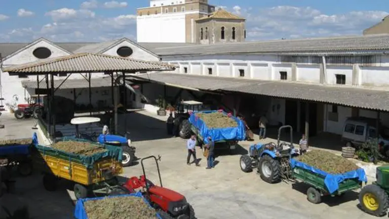 La Cooperativa de La Palma recibe la fruta de los agricultores