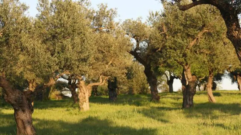 Olivos en la comarca de Beas.