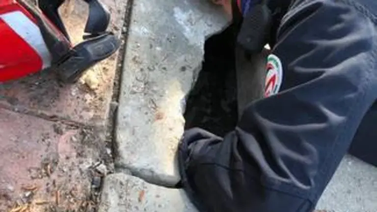 Bomberos rescatando a gatos