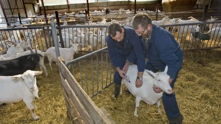 VINKEL - Dierenarts Nico Vreeburg (L) hanteert de spuit terwijl geitenhouder  Jan van Lokven de geit in bedwang houdt. Bij het melkgeitenbedrijf van Jan en Liesbeth van Lokven in het Brabantse Vinkel worden maandag de eerste geiten gevaccineerd tegen Q-koorts. Veehouders in een straal van 45 kilometer rondom Uden in Noord-Brabant kunnen hun melkgeiten en melkschapen vanaf maandag laten inenten tegen Q-koorts. Dat is een dierziekte die kan overslaan naar de mens en kan leiden tot longontsteking. ANP PHOTO ED OUDENAARDEN
