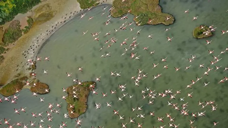 01-12-2016 Parque Nacional de Doñana. Flamencos. Aves. Humedal
POLITICA EUROPA ESPAÑA SOCIEDAD
DIEGO LÓPEZ/WWF