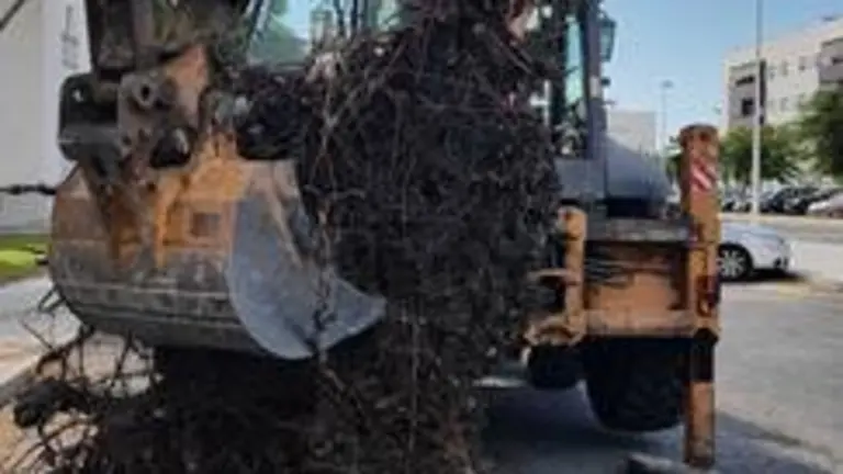  Punta Umbr&iacute;a, retirada de ra&iacute;ces de &aacute;rboles