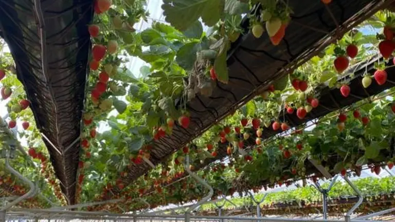 Plantación de fresas en hidropónico