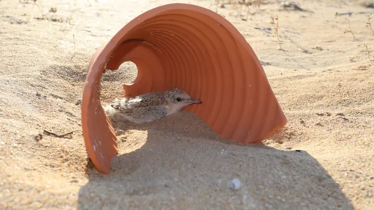 Anidamiento en plena playa.