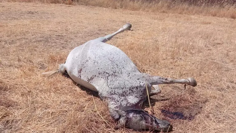 Una de las yeguas tiroteadas yace muerta en el suelo.
