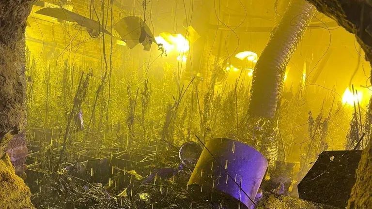 Plantaci&oacute;n de marihuana en Huelva