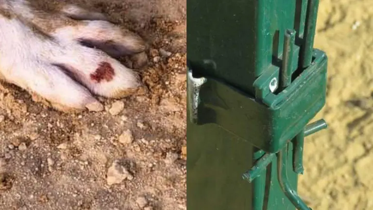 Herida ocasionada a un perro por una vaya defectuosa