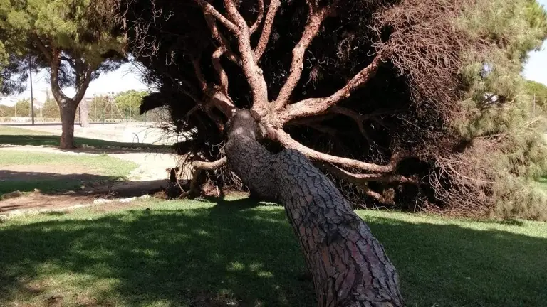 Foto del Pino tronchado en el parque p&uacute;blico de Mazag&oacute;n