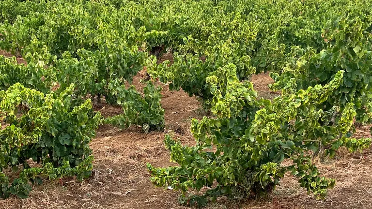 Imagen de un campo del Condado después de las lluvias matutinas
