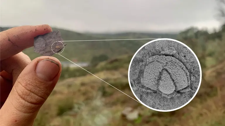 Vista de un ejemplar en la zona del hallazgo