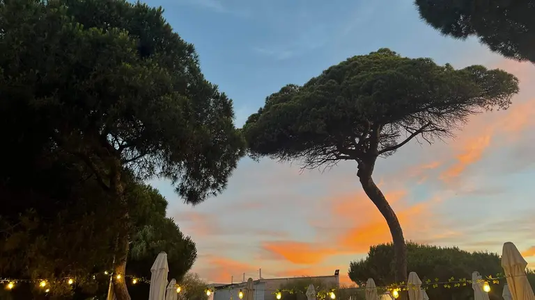 Pinos ubicados junto a la terraza del bar afectado.
