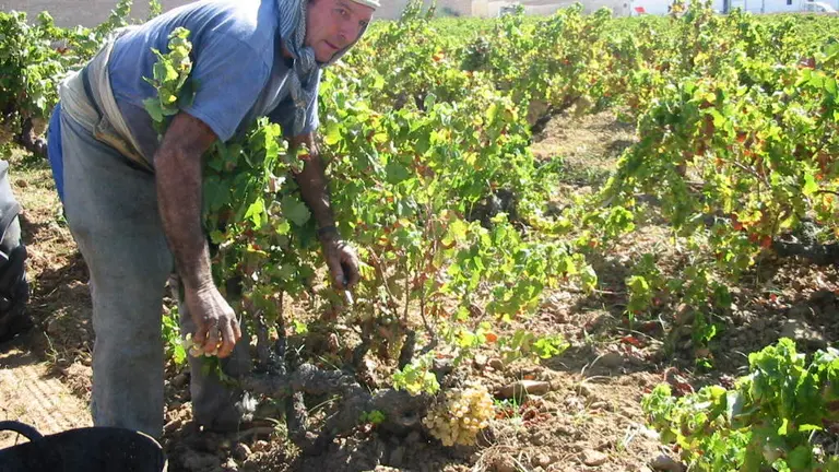 Un agricultor durante la vendimia de la Zalema, variedad autóctona del Condado de Huelva