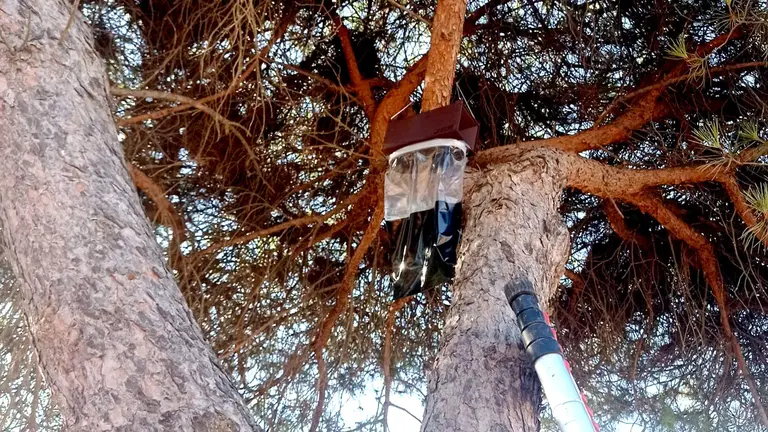 Actuación contra la procesionaria del pino en Islantilla