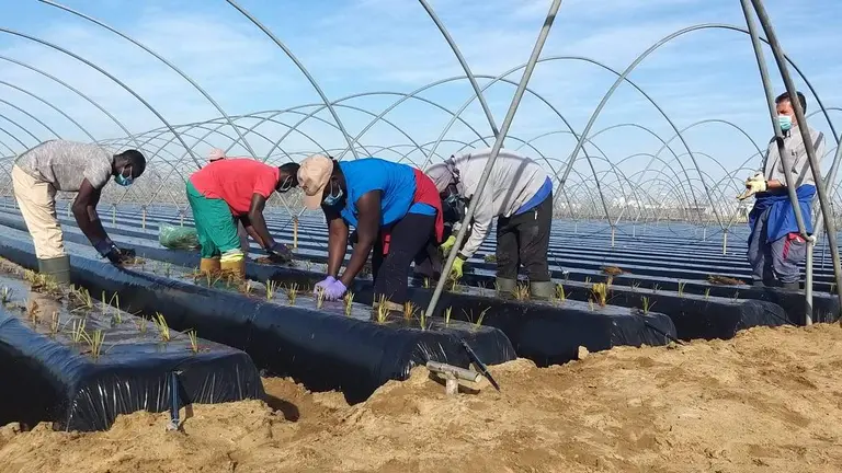 Plantaci&oacute;n fresera del pasado a&ntilde;o.
