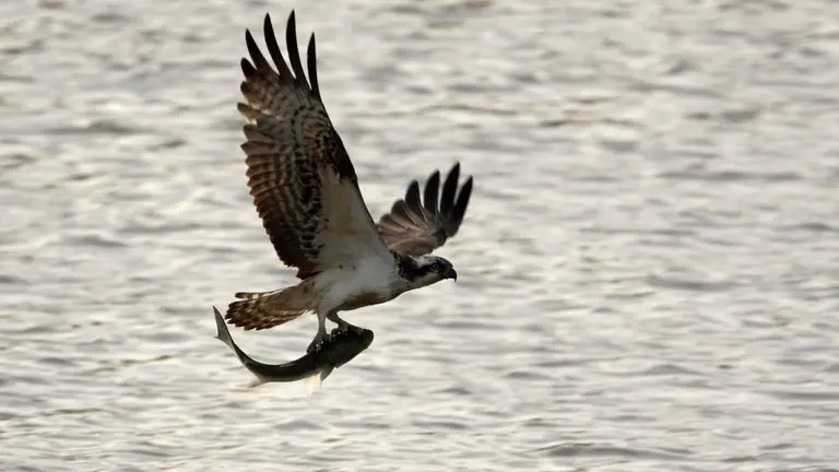 Ejemplar de águila pescadora en Marismas del Odiel.