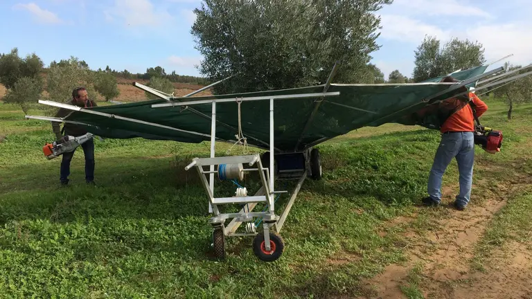 Unos trabajadores recogen la aceituna con un sistema de paraguas que evita que toquen el suelo mejorando la calidad de la fruta