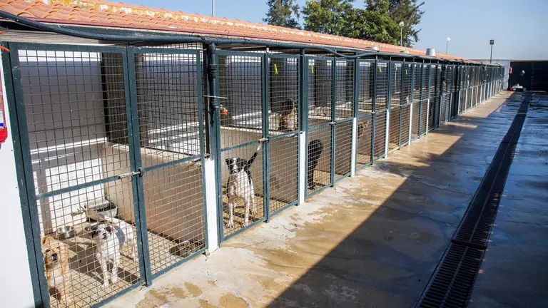 Centro municipal Atención y Acogida Animal