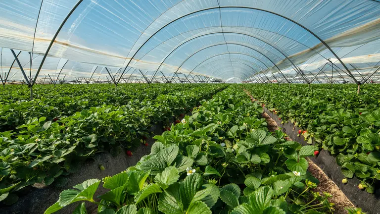 Una plantaci&oacute;n de fresas en Moguer