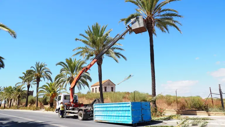 Trabajos de poda de las palmeras