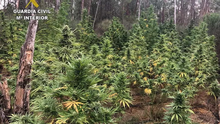 Marihuana en Villalba del Alcor