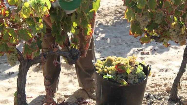 La vid del Condado mantiene una excelente calidad sanitaria