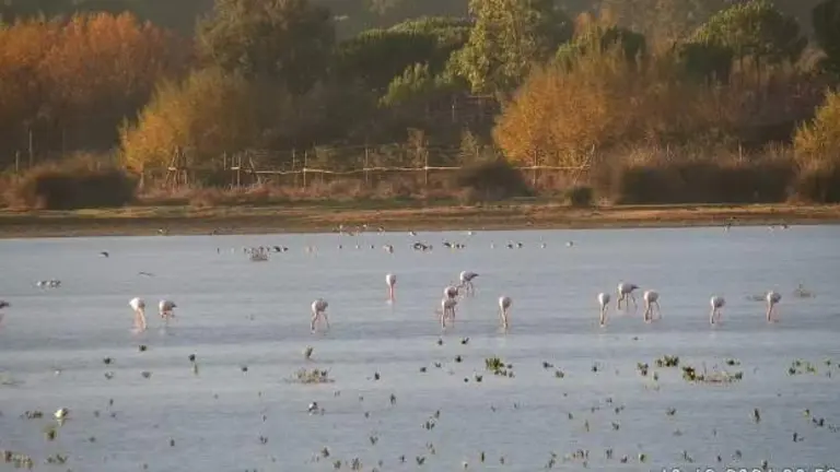 Aves en Do&ntilde;ana, cada vez menos.