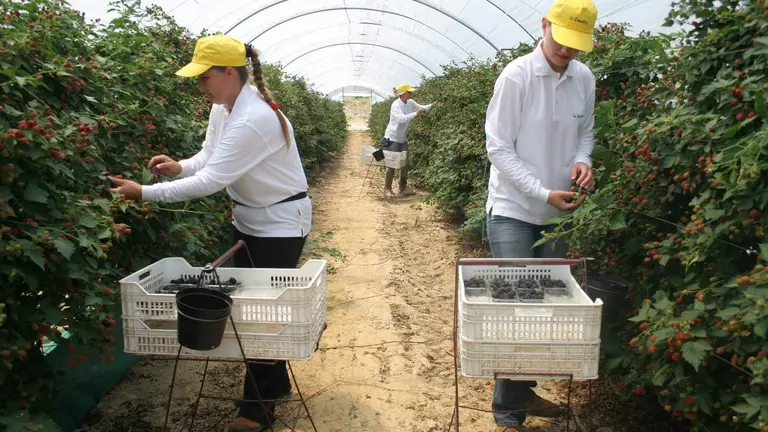 Las zarzamoras que se cultivan en Huelva tienen enormes propiedades probióticas