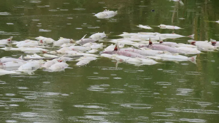Peces muertos flotando en la zona, en las im&aacute;genes captadas por Ecologistas.