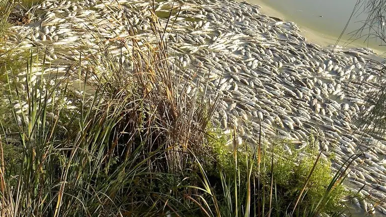 Acumulaci&oacute;n de peces muertos en las orillas del Estero.