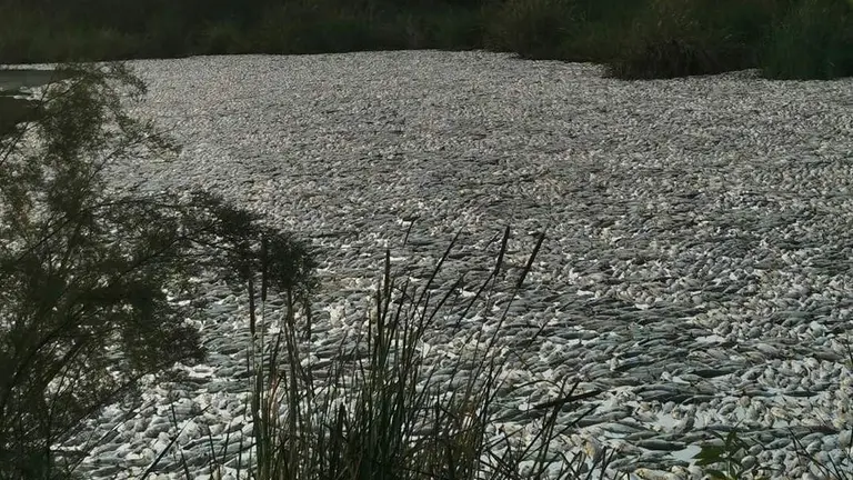 Los peces muertos cubren casi al completo las aguas del Estero afectado.