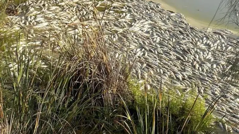 Lisas en el Estero Domingo Rubio, flotando, muertas.
