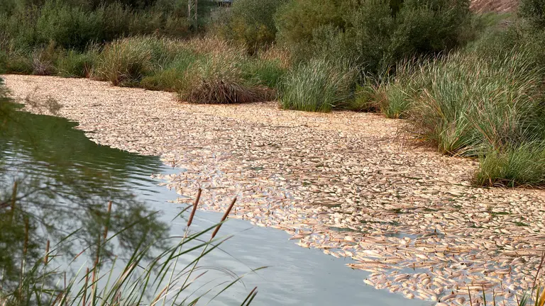Peces muertos, ya putrefactos en el Estero.
