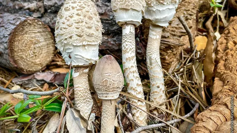 Cartel de las jornadas