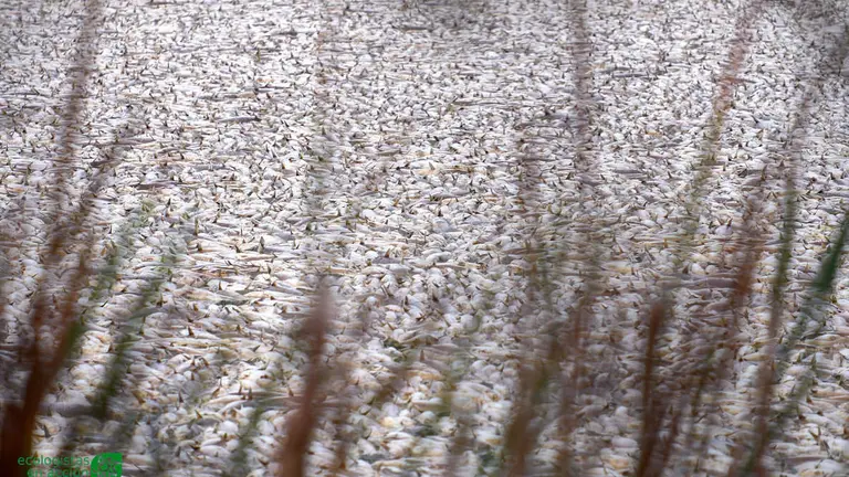 Estero repleto de peces muertos.